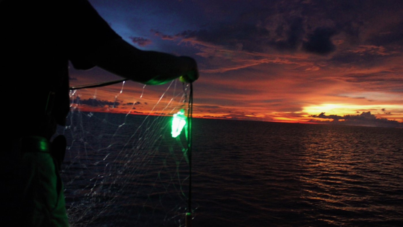 Attaching green LED lights to fishing nets significantly reduces the  bycatch of nontargeted animals, by: 95% elasmobranch (sharks, rays)  biomass, 81% Humboldt squid, 48% unwanted fish. There were no significant  differences in