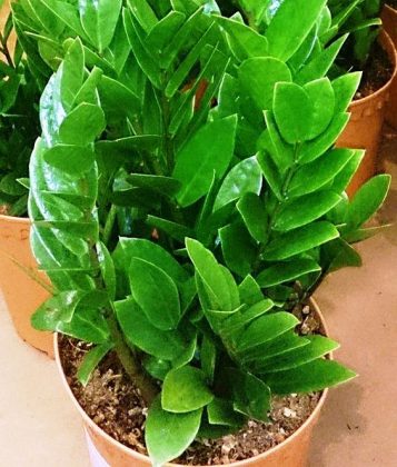 3 Easy Houseplants Can Instantly Reduce Air Pollutant by Up to 20%