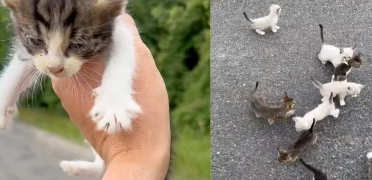 Man Goes To Rescue One Kitty And Is ‘ambushed’ By 12 More In A Roadside Meet Cute Look