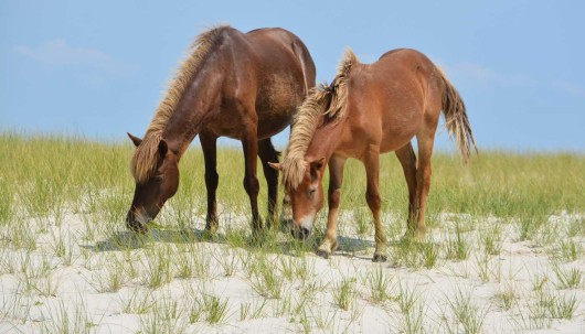 New DNA From a Tooth Confirms Famous Wild Ponies in Maryland Descended ...