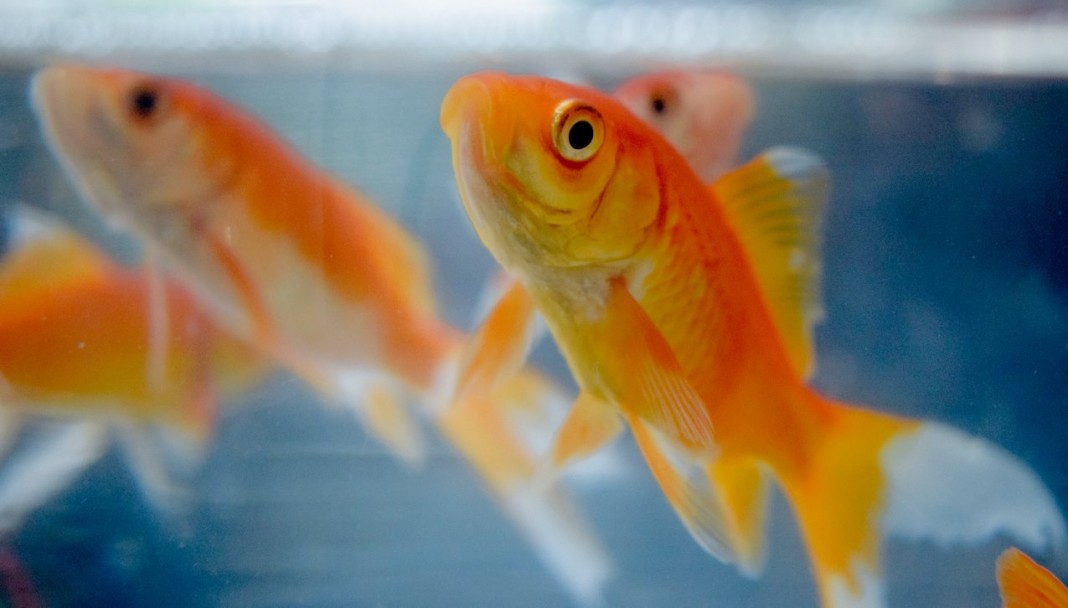 Mythbusted: Goldfish Have Great Memories and Are Even Used as a Model ...