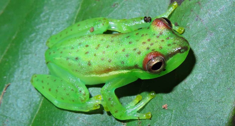 He Finally Located Source of Mysterious Sound–A New Frog Species Named ...