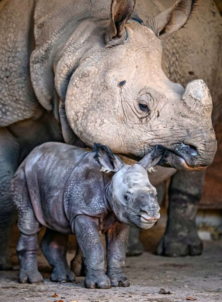 Incredible Birth of Endangered Baby Rhino is Captured on Zoo's Cameras