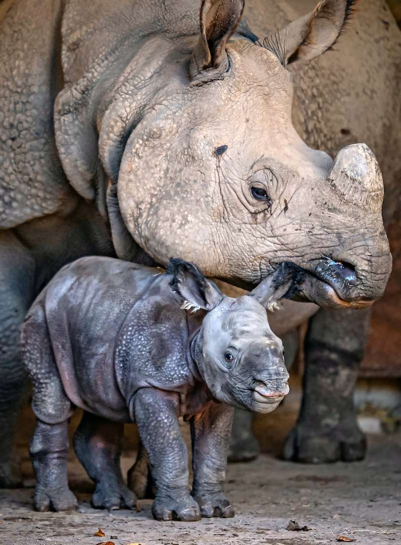 Incredible Birth Of Endangered Baby Rhino Is Captured On Zoo's Cameras ...