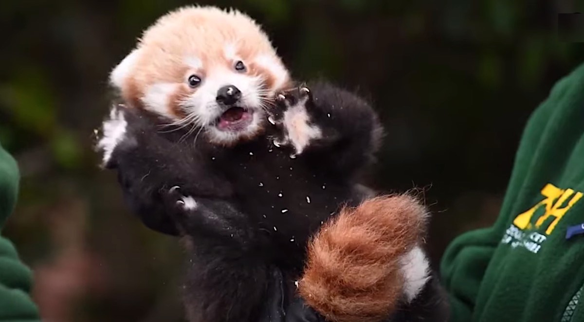Rare Baby Red Panda That Gave Hope For Endangered Species Effort Gets Its First Exam Watch