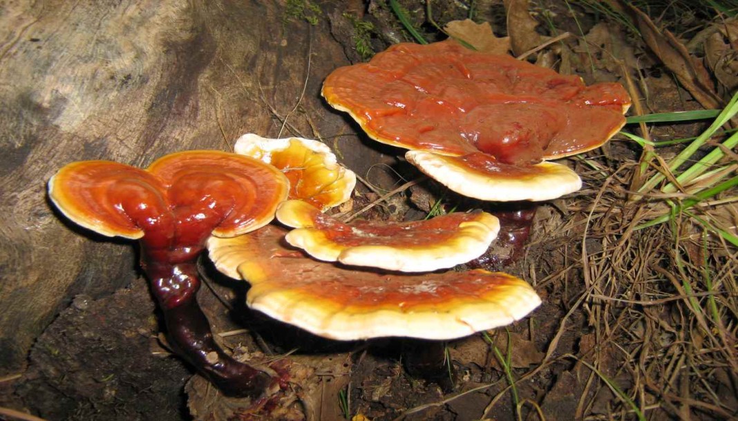 Cuanto tiempo tarda en hacer efecto el reishi