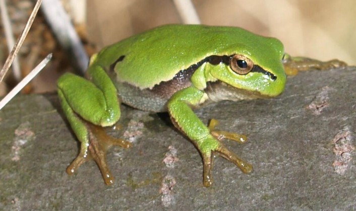 Endangered Frogs See ‘Population Explosion’ After 422 Ponds Were Built ...