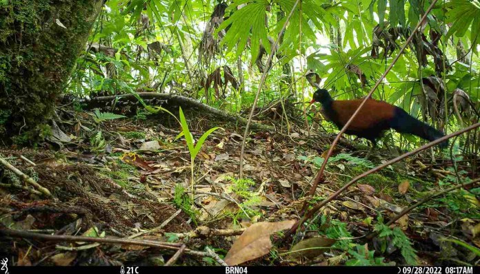 These ‘Lost’ Bird Species Haven’t Been Seen in at Least a Decade – and Scientists Want Help Finding Them