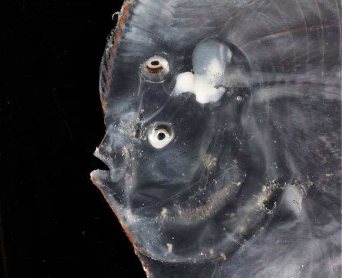 Weird and Wonderful Discoveries of New Deep Sea Fish Below Australia's