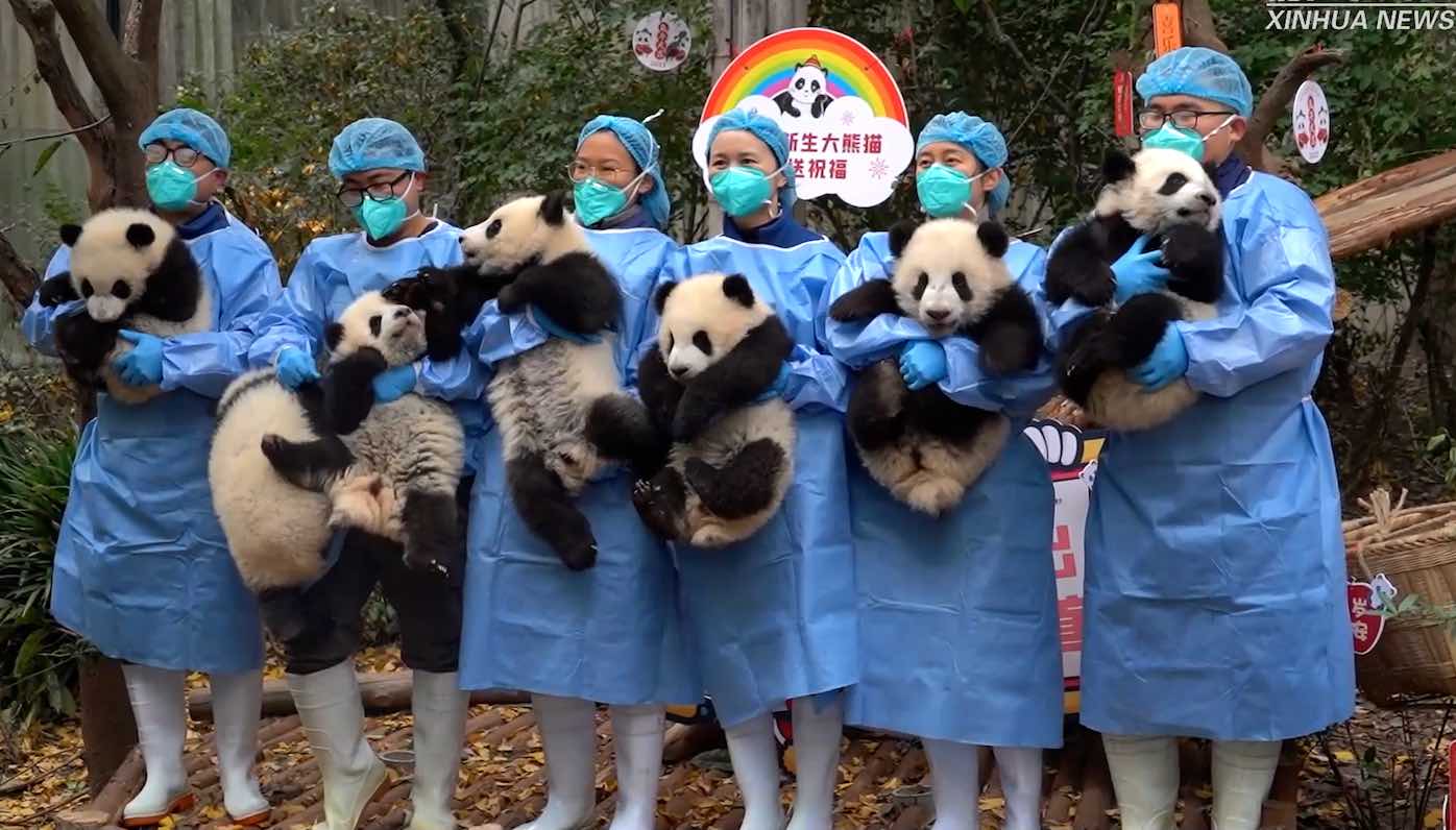 13 Panda Cubs Frolic Together for the First Time on a Playground Built ...