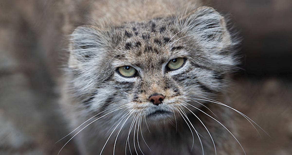 Rare Species of Feline Dubbed the 'Original Grumpy Cat' Found Living On ...
