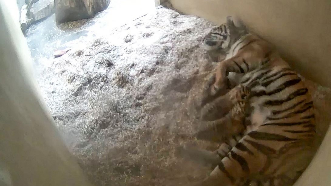 Amazing Footage Shows Birth of 'Precious' Rare Twin Tiger Cubs at UK Zoo