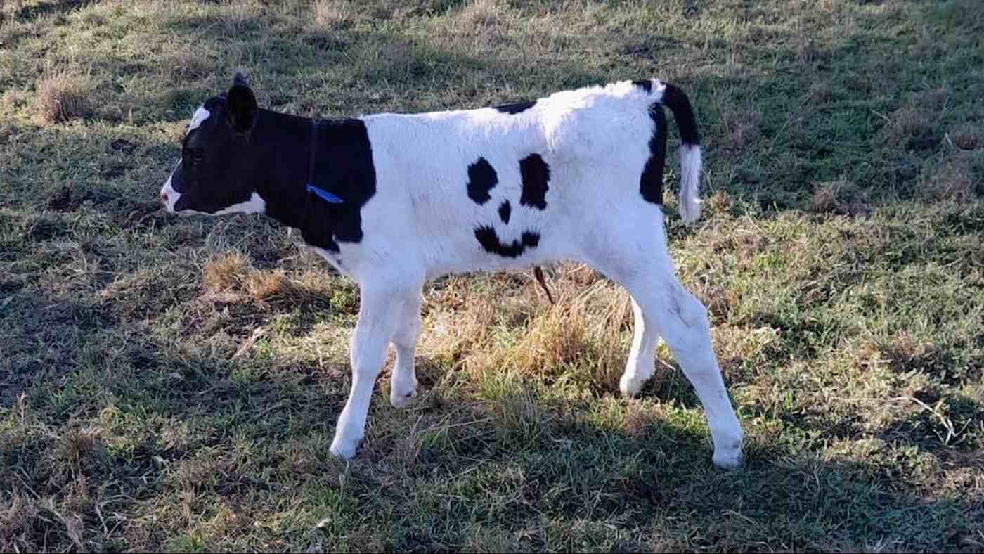 Newborn Calf with Smiley-Face Markings is Named ‘Happy’ and Will Graze on a Farm For Rest of His Life