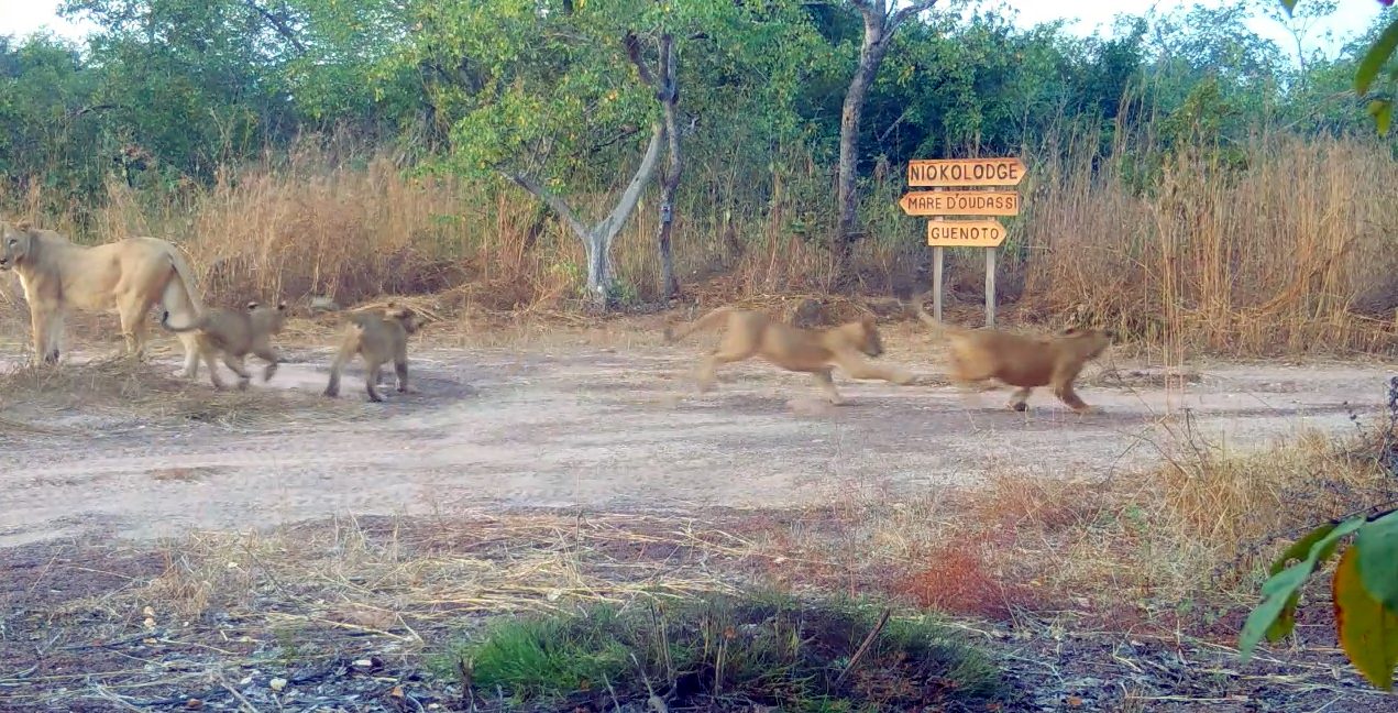 Critically-Endangered West African Lion Going from Strength to Strength