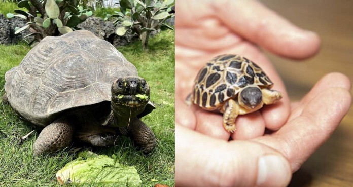 90-Year-old Tortoise Becomes a Father For the First Time With Partner ...