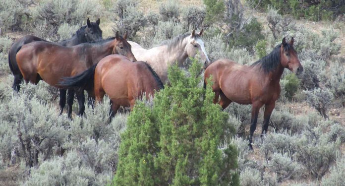 Colorado Wild Horse Bill Passes With Huge Majority Of Politicians ...