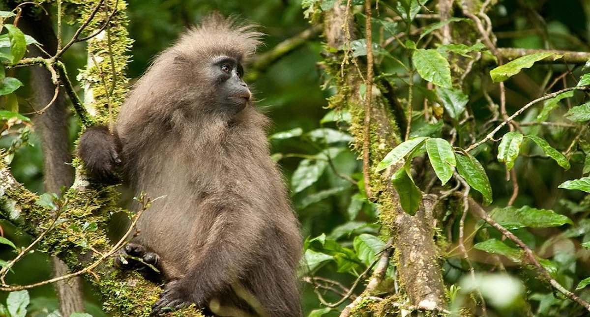 Best Monkey Moments  BBC Earth 