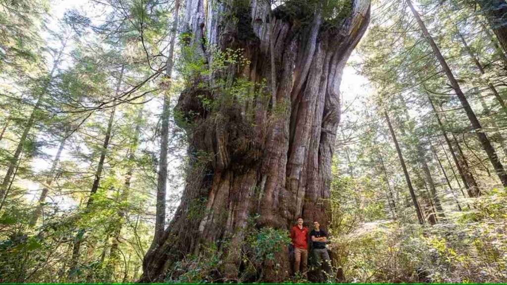 He Found the Largest Old Growth Cedar in BC – The Tree of His
