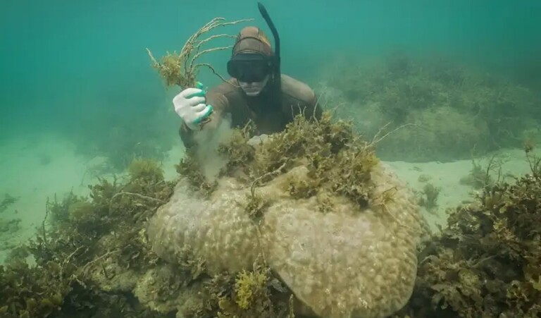 Volunteers ‘De-seaweeding’ Results in Dramatic 600% Improvement of ...