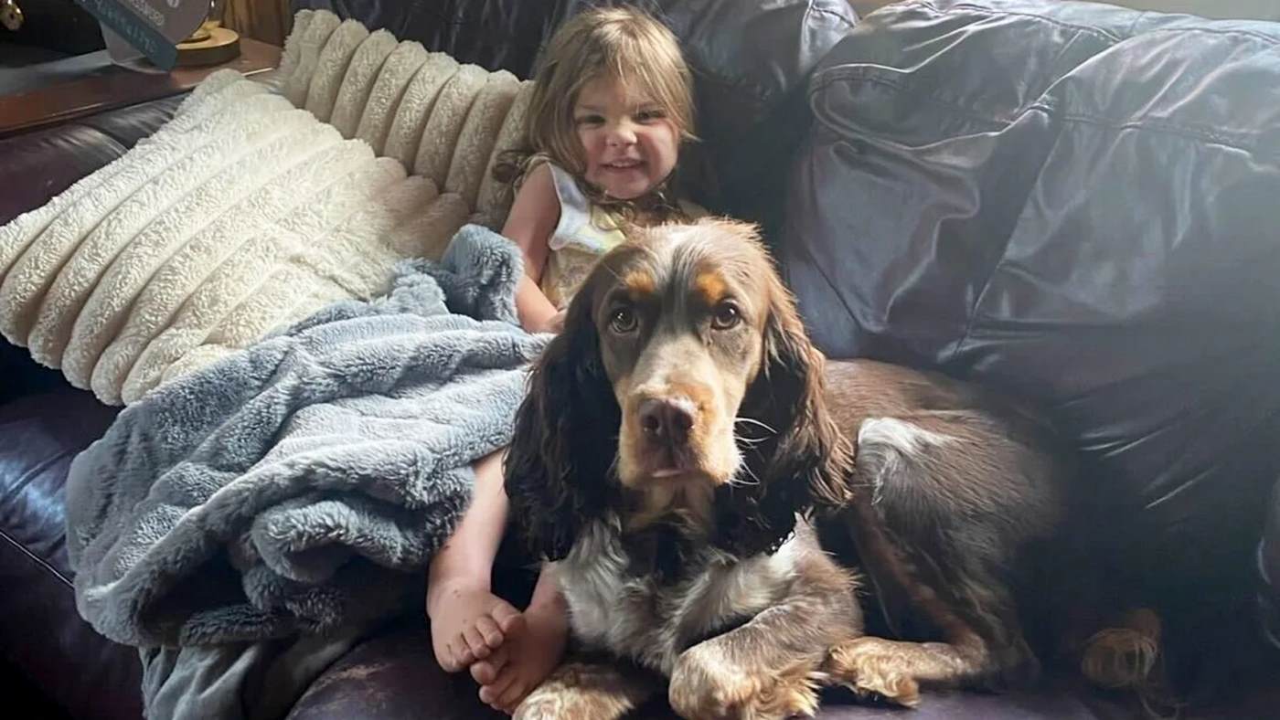 Missing Toddler Found Sleeping In Woods With Dog As A Pillow After ...