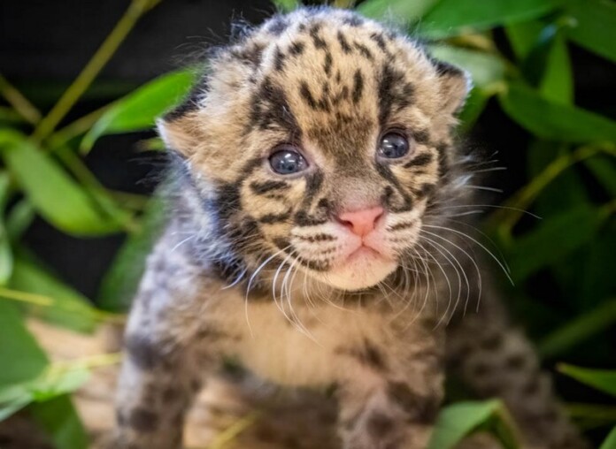 Oklahoma Zoo Forecasts 'Cloudy with a chance of cute' After Rare ...