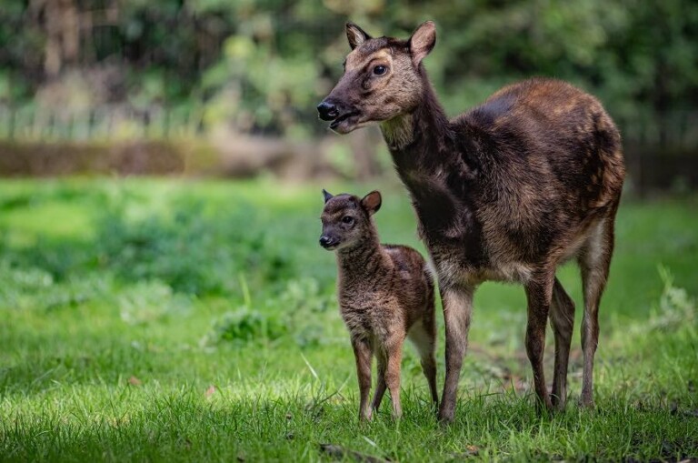 One of the World's Rarest Animals is Born – Zoo Conservationists ...