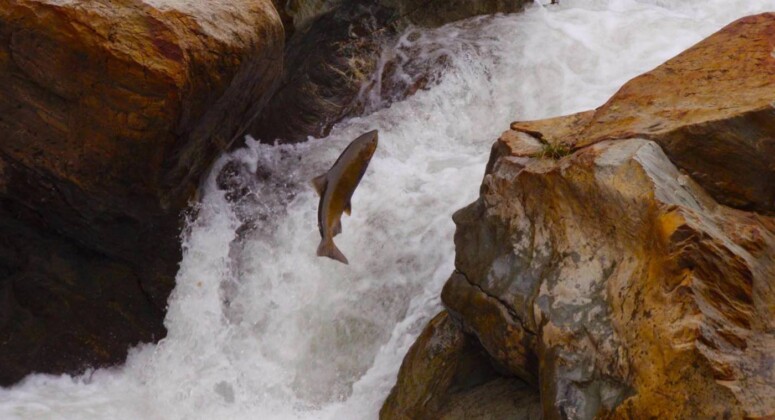 Largest Dam Removal In History Begins Restoring Salmon And California ...