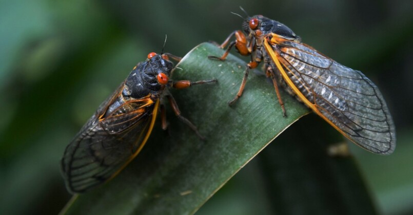 Cicadas Are Coming: Rare ‘Dual Emergence’ Could Awaken A Trillion Bugs ...