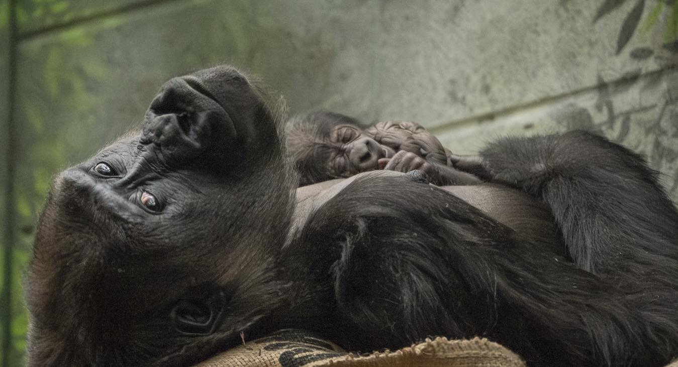 Critically-Endangered Gorilla Born at London Zoo–in Moments Mom is ...