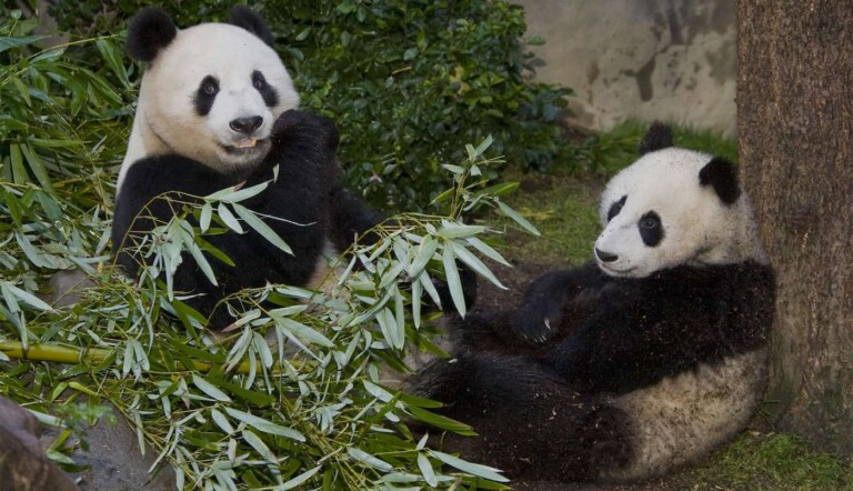 China is Once Again Sending Pandas to the US—Delighting the San Diego ...