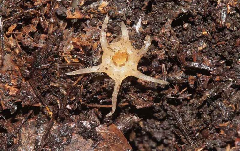 Bizarre New Plant Species Feeds on Fungi: First New Flora Species in ...