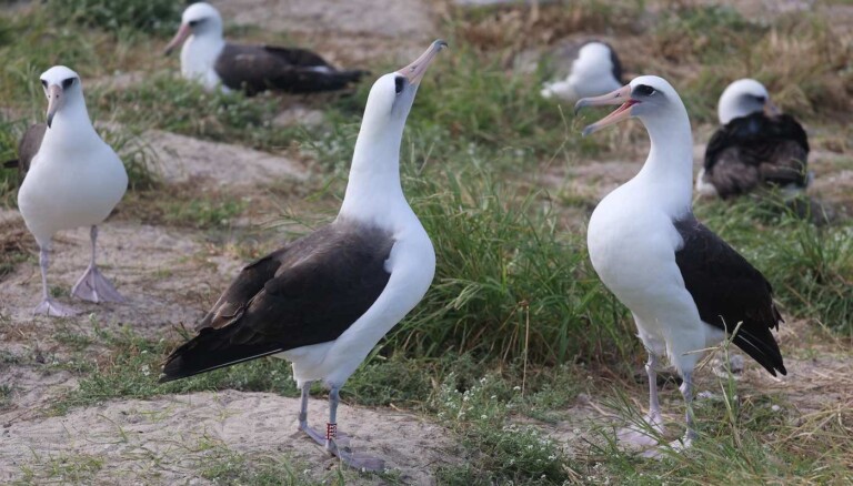 World's Oldest Bird Named Wisdom Lost Her Mate But is Courting New ...