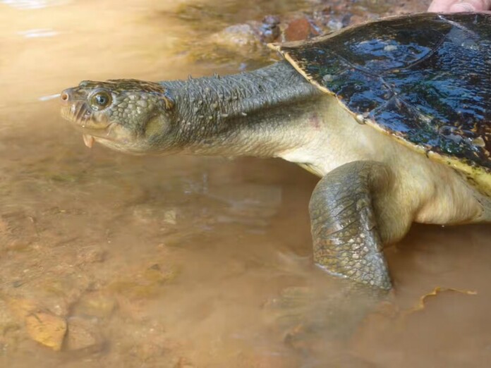La tortuga de Mary River – crédito Marilyn Connell, Mary River Turtle Project/Tiaro Land Care