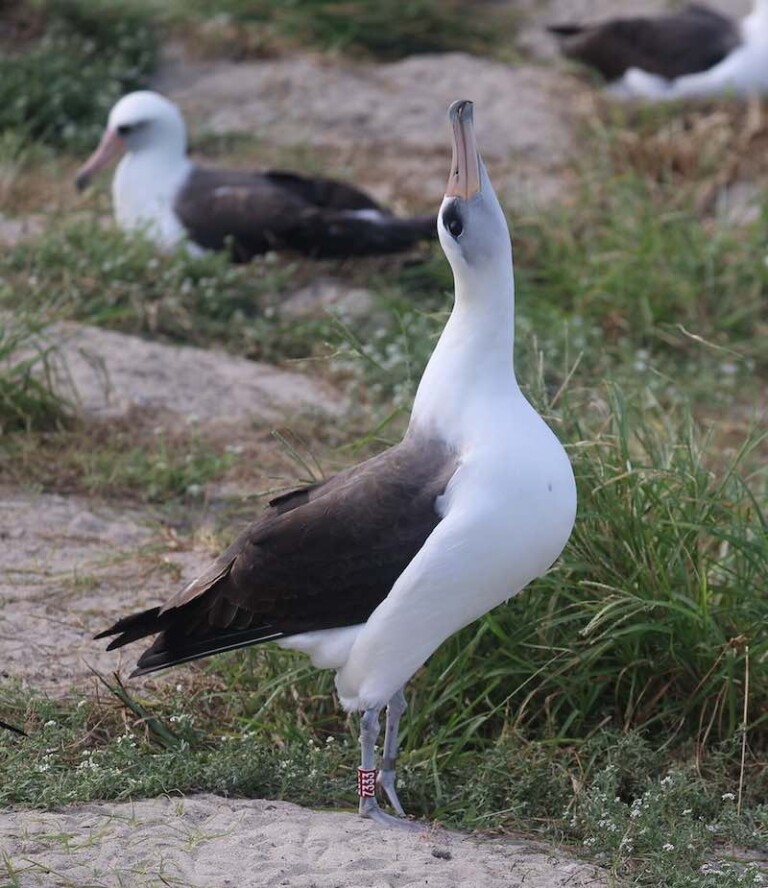 World's Oldest Bird Named Wisdom Lost Her Mate But is Courting New ...