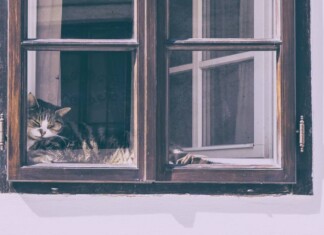 cat in window in Slovenia - by Jonatan Pie pubdomain