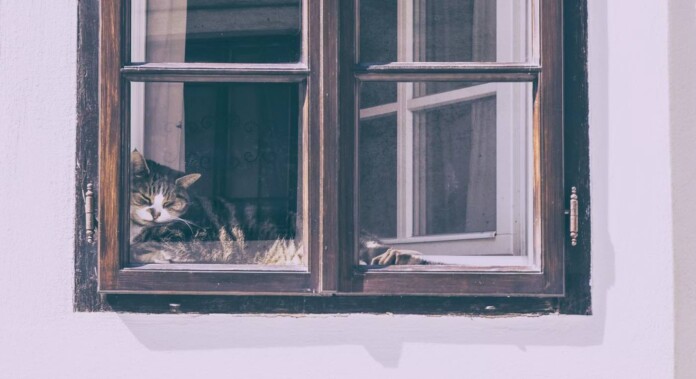 cat in window in Slovenia - by Jonatan Pie pubdomain