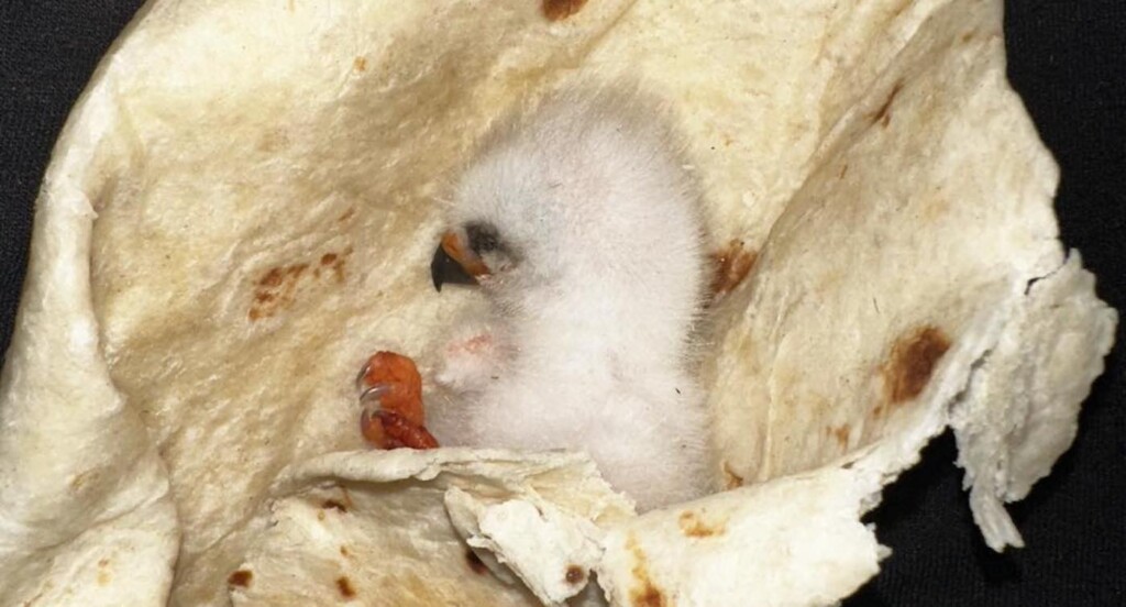 Orphaned Newborn Owl Taquito Wrapped in Tortilla Wild West Wildlife Rehabilitation Center