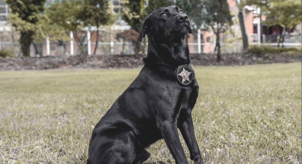 K9 Sniffers in Oklahoma Use Their Nostril to Convict Kid Predators