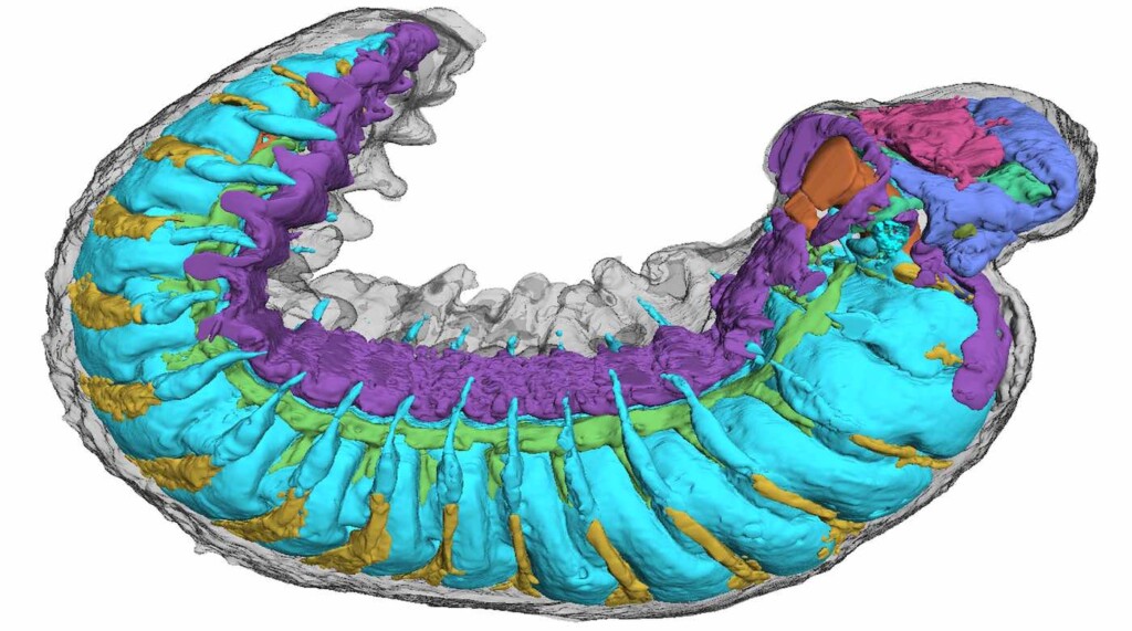 Trojan horse Fossil From 520 Million Years in the past Solves Thriller of How Fashionable Bugs and Crabs Advanced: ‘My jaw simply dropped’