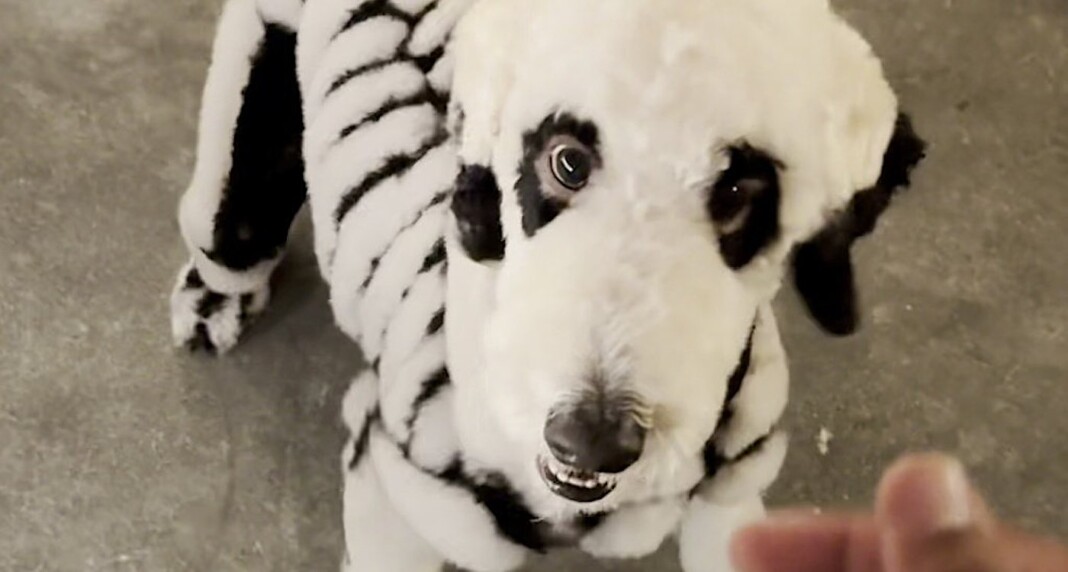 Dog Groomer Turns His Poodle Into A Skeleton For Halloween–Using A ...