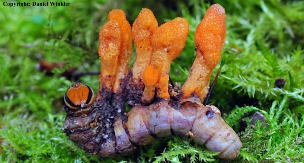 Caterpillar Infected with Cordyceps Militaris the Pretty Orange Fungus That Produces Cordycepin Eurekalert Released By Daniel Winkler–Mushroaming