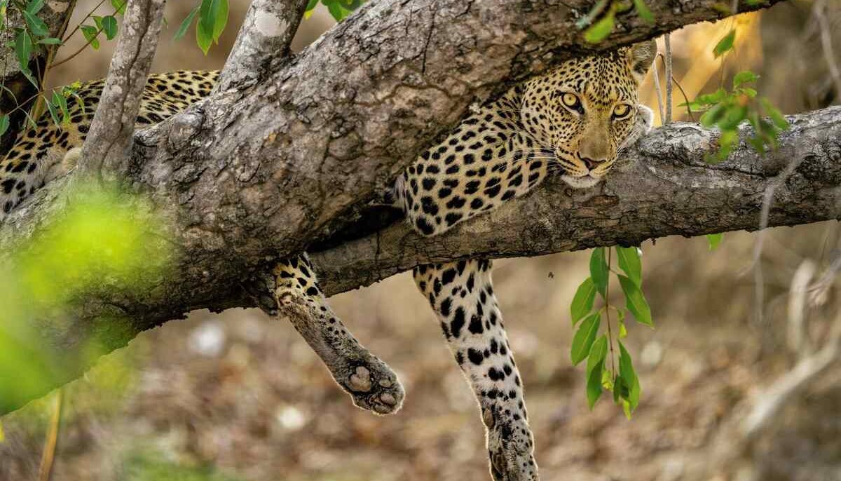 Leopard Population Has Tripled in the World’s Largest Conservation Area.