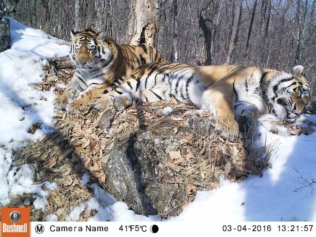 Two Tigers Couldn’t Be Apart–A Love Story Born of Restoring Big Cats in Russia After 50 Years