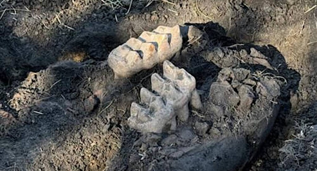 New York House owner’s Yardwork Finds Entire Mastodon Jaw Bones and Enamel