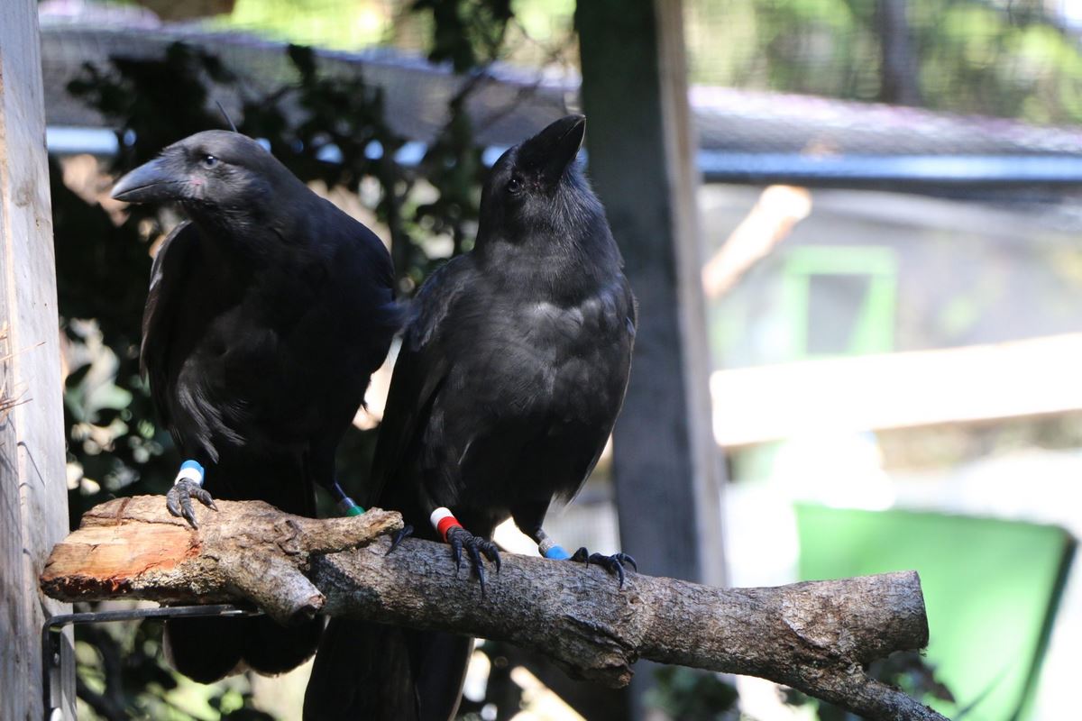 Hawaiian Crow That Went Extinct in the Wild Decades Ago Released on Maui