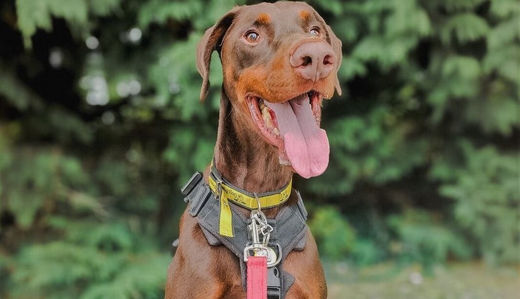 Saddest Dog in Town Spent Over 2 Years at Shelter But Finally Gets a Home for Christmas