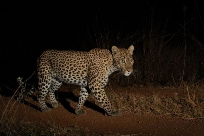 A remote DSLR camera trap image of a sub-adult female leopard – Credit: Ross de Bruin/Panthera