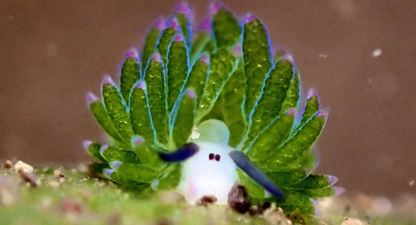 Diver Fulfills His Dream to Photograph the Cutest Sea Creature Ever – Discovered Just 30 Years Ago