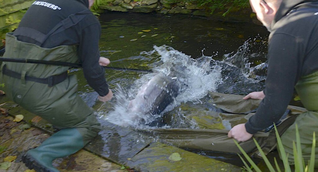 Gloucester Koi Rescue with 5Ft Diamond Back Sturgeon Rescued From Garden Pond Via Swns and Steve Aldridge