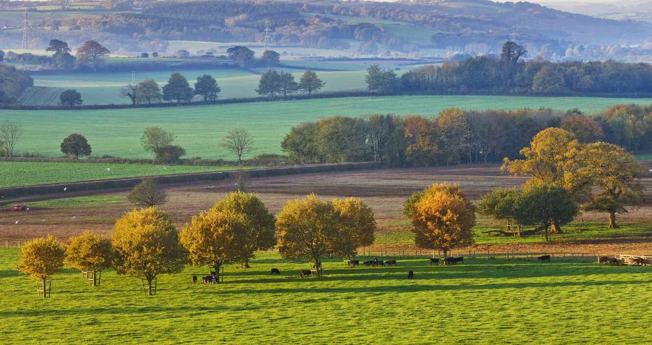 UK Aims for ‘Moonshot’ Goal of Restoring Nature Across Area the Size of Greater London